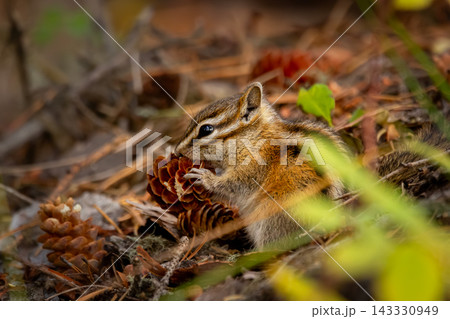 Least chipmunk is foraging in the forest floor in autumn. Least chipmunk is foraging in the forest floor in autumn. 143330949