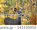 Male mule deer is standing in the backyard and eating tree. 143330950