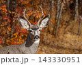 Male mule deer is standing in the backyard in autumn leaves. 143330951