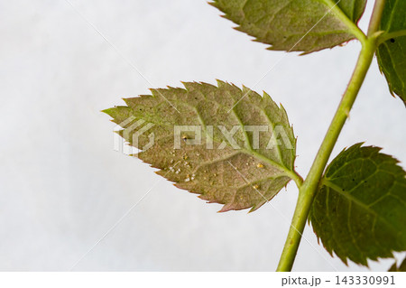 Plant Protection Concept with Macro View of Diseased Rose Leaf 143330991