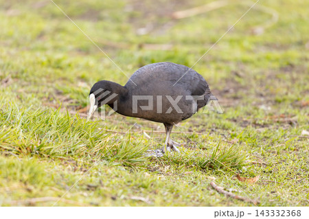 A Eurasian Coot foraging for food in a grassy field in the Blue Mountains A Eurasian Coot foraging for food in a grassy field in the Blue Mountains 143332368