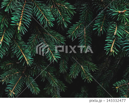 Dark spruce branches texture - moody christmas backdrop and foliage wallpaper Dark spruce branches texture - moody christmas backdrop and foliage wallpaper 143332477