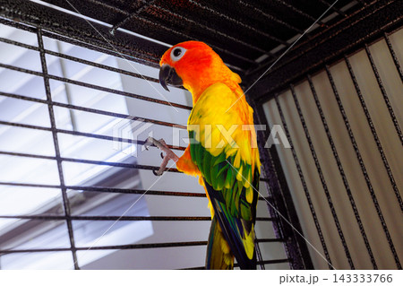Aratinga parrot with bright feathers stands on perch inside metal cage 143333766