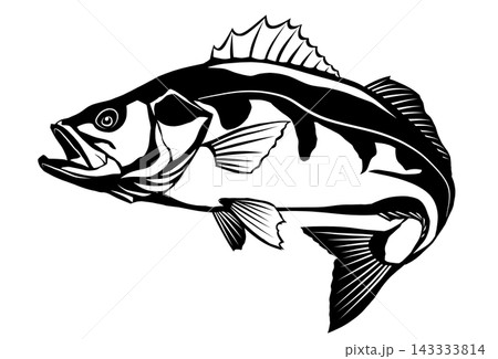 高級魚スズキの切り絵風イラスト モノクロで背景透過 143333814
