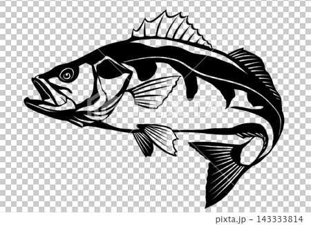 高級魚スズキの切り絵風イラスト モノクロで背景透過 143333814