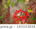 美しい花の中で一休み 143333838