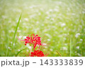 秋の花きらめく秋晴れの光 143333839