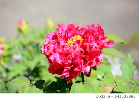 鮮やか　ボタンの花　明石潟 143335065