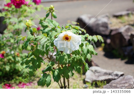 爽やか　白色ボタンの花　島根白雁 143335066