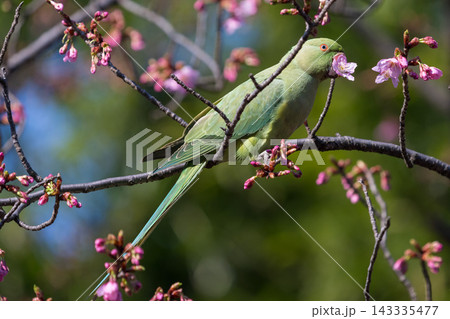 桜の木の枝にとまり桜の花をくわえる鮮やかな緑色のワカケホンセイインコ 桜の木の枝にとまり桜の花をくわえる鮮やかな緑色のワカケホンセイインコ 143335477