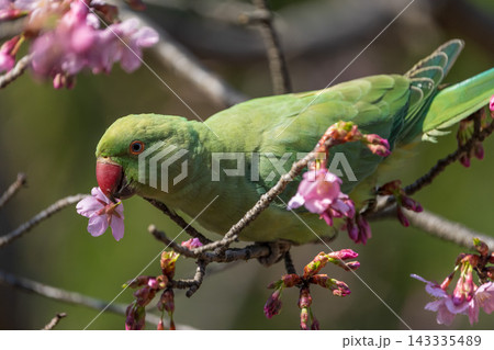 桜の木の枝にとまり桜の花をくわえる鮮やかな緑色のワカケホンセイインコ 桜の木の枝にとまり桜の花をくわえる鮮やかな緑色のワカケホンセイインコ 143335489