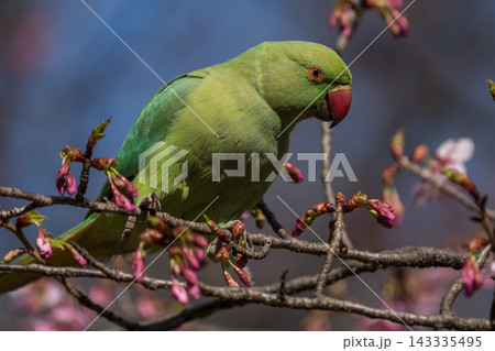 桜の木の枝に留まり、鮮やかな緑色のワカケホンセイインコ 桜の木の枝に留まり、鮮やかな緑色のワカケホンセイインコ 143335495