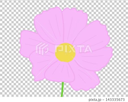可愛的粉紅色波斯菊 可愛的粉紅色波斯菊 143335673