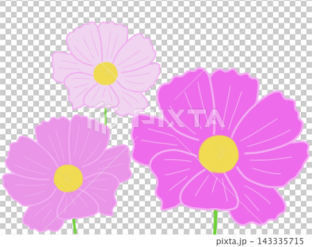 ピンクのかわいい花 コスモス ピンクのかわいい花 コスモス 143335715
