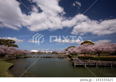 福岡粕屋町 桜満開の駕与丁公園 福岡粕屋町 桜満開の駕与丁公園 143335825