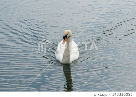 トロントアイランドにいた白鳥 トロントアイランドにいた白鳥 143336053