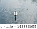 トロントアイランドにいた白鳥 143336055