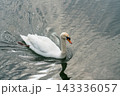 トロントアイランドにいた白鳥 143336057