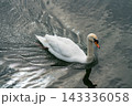 トロントアイランドにいた白鳥 143336058