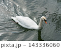 トロントアイランドにいた白鳥 143336060