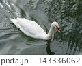 トロントアイランドにいた白鳥 143336062