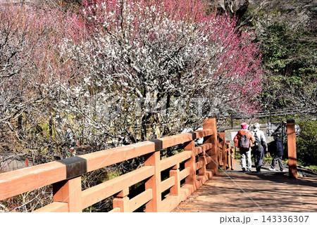 静岡県熱海市 熱海梅園の香浮橋と満開梅の花 静岡県熱海市 熱海梅園の香浮橋と満開梅の花 143336307