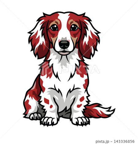 Friendly Red and White Pied Long Haired Dachshund Dog Illustration. Friendly Red and White Pied Long Haired Dachshund Dog Illustration. 143336856
