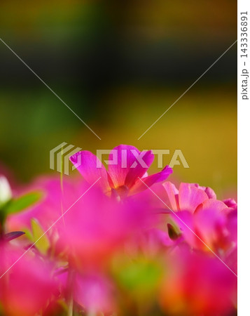 色鮮やかなピンクのお花畑 色鮮やかなピンクのお花畑 143336891