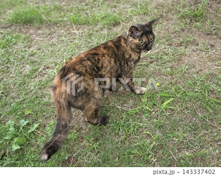 広場で遊ぶさび猫 143337402