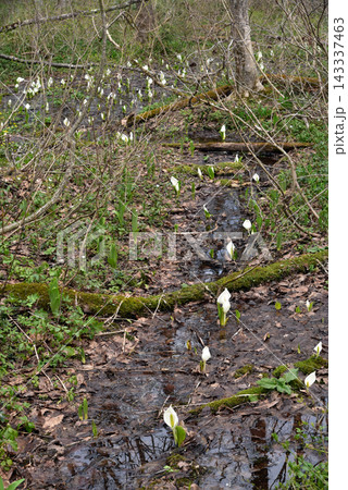 水芭蕉が咲く小川 戸隠森林植物園 水芭蕉が咲く小川 戸隠森林植物園 143337463