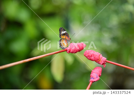 Colorful butterfly sucking sweet nectar solution in a butterfly garden or sanctuary. Macro photography, Entomology, and nature education concept. Colorful butterfly sucking sweet nectar solution in a butterfly garden or sanctuary. Macro photography, Entomology, and nature education concept. 143337524