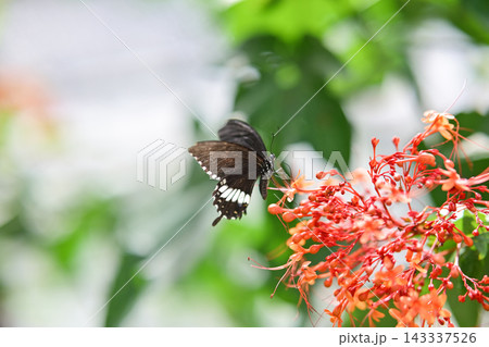 Close-up of a Common Mormon swallowtail butterfly feeding on orange red flowers in full bloom. Nature and macro photography concept. 143337526