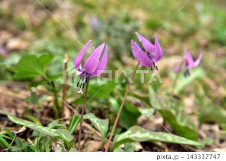 早春 カタクリの花 早春 カタクリの花 143337747