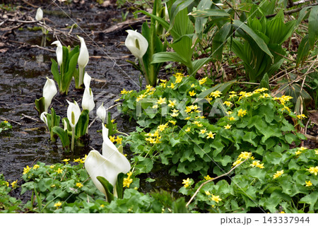 水芭蕉とリュウキンカが咲く湿原 戸隠森林植物園 水芭蕉とリュウキンカが咲く湿原 戸隠森林植物園 143337944