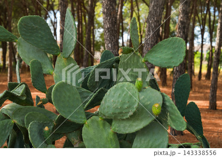Prickly pear cactus with green pads in woodland forest 143338556