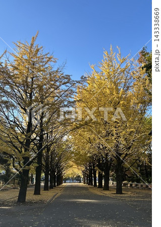 青空の下で黄金色に輝くイチョウ並木と奥へ続く遊歩道の紅葉風景 青空の下で黄金色に輝くイチョウ並木と奥へ続く遊歩道の紅葉風景 143338669