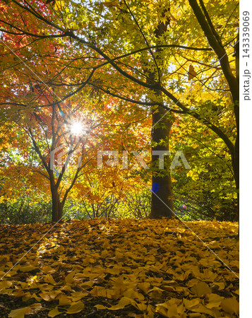 紅葉の森と一面に広がる黄金色のイチョウ落ち葉の絨毯 紅葉の森と一面に広がる黄金色のイチョウ落ち葉の絨毯 143339069