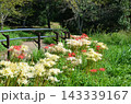 明日香の秋 143339167