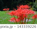 明日香の秋 143339226