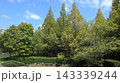 緑の戻った西神中央公園  143339244