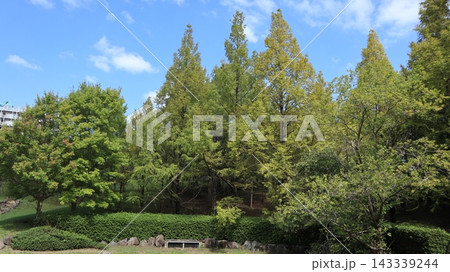 緑の戻った西神中央公園  143339244