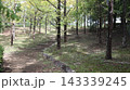 緑の戻った西神中央公園  143339245