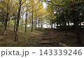 緑の戻った西神中央公園  143339246