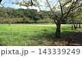 緑の戻った西神中央公園  143339249