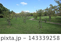 緑の戻った西神中央公園  143339258