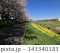 満開の桜と菜の花が彩る春の河川敷 143340183