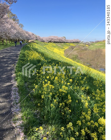 桜並木と菜の花が続く春のサイクリングロード 桜並木と菜の花が続く春のサイクリングロード 143340185