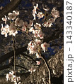 ライトアップされた夜桜のクローズアップ 143340187