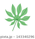 Single green tropical finger leaf isolated on white background, minimalist botanical foliage element for logo design and summer branding 143340296