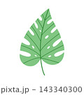 Single green monstera leaf isolated on white background, minimalist tropical botanical foliage element for logo design and organic branding 143340300